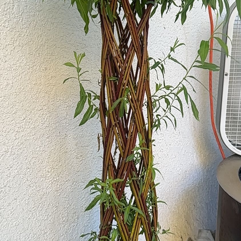 Photo of the plant species Corkscrew Willow by @YummyPokaka84 named Lola on Greg, the plant care app