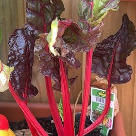 Photo of the plant species Common Beet by @YummyPokaka84 named Emerson on Greg, the plant care app