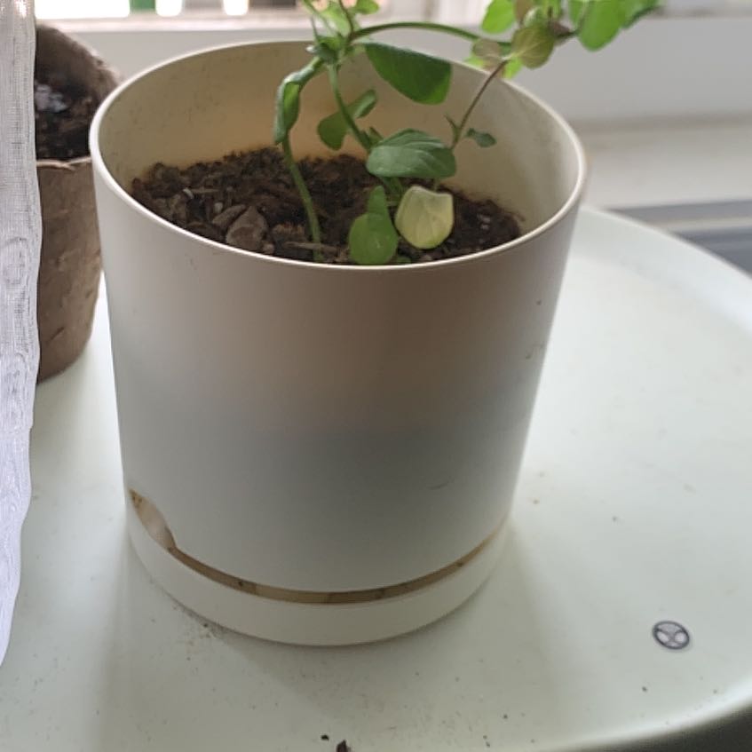 Photo of the plant species Mint by @PoignantMystax named Mintina on Greg, the plant care app