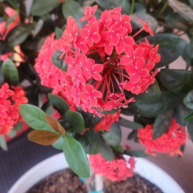 Photo of the plant species Chinese Ixora by @LucidComet57 named Aristotle on Greg, the plant care app