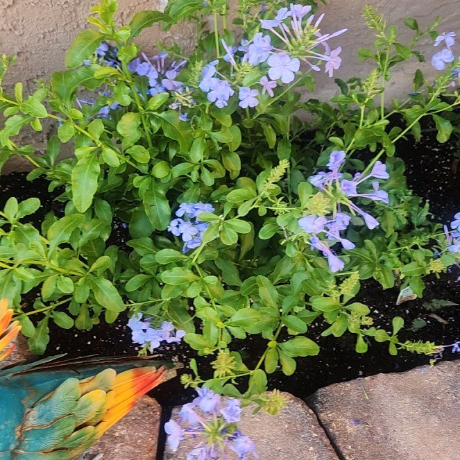 Photo of the plant species Blue Plumbago by @LucidComet57 named Nemo on Greg, the plant care app