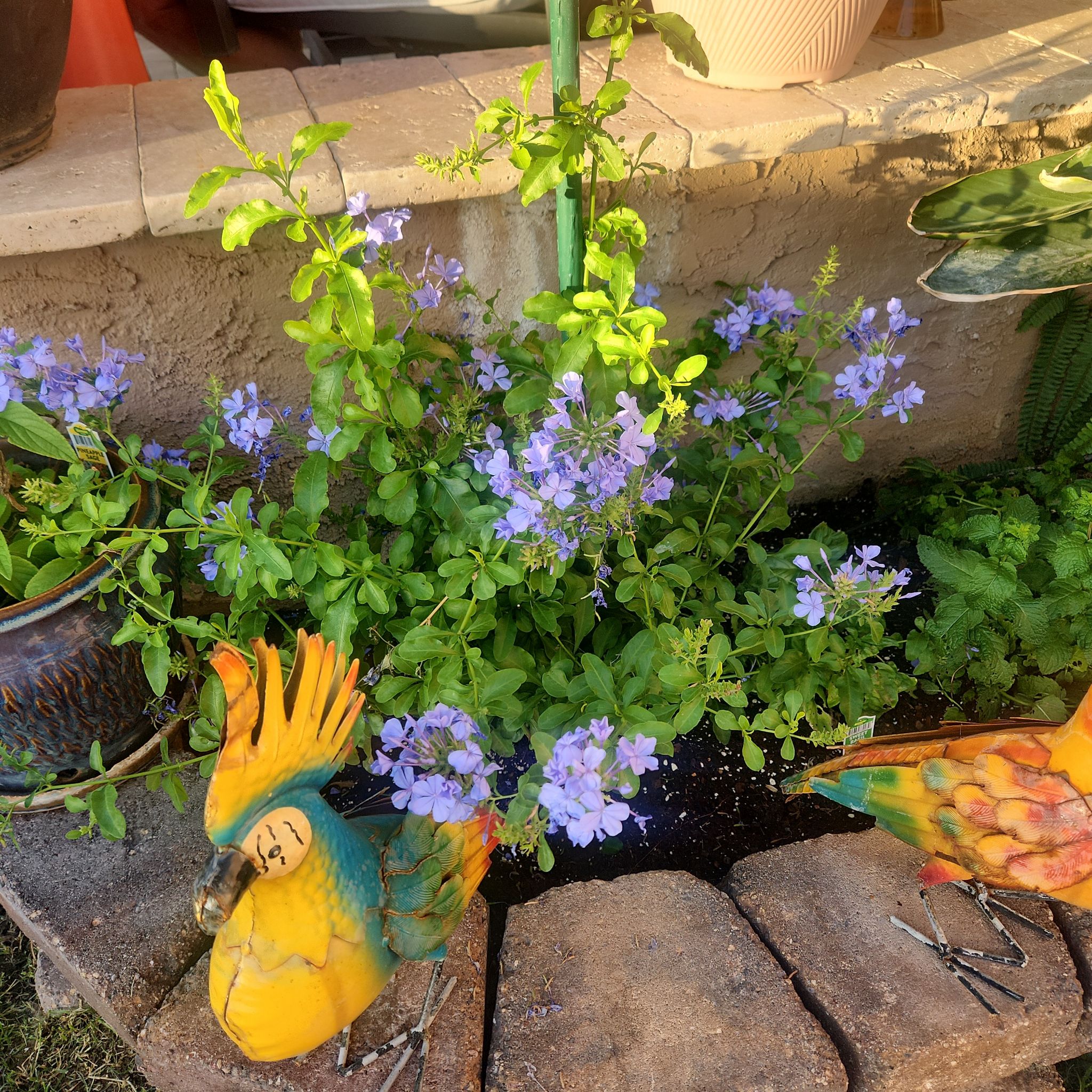 Photo of the plant species Blue Plumbago by @LucidComet57 named Nemo on Greg, the plant care app