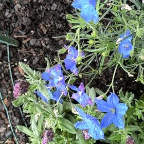 Photo of the plant species Siberian Larkspur by @YesFraserfir86 named Kardashian on Greg, the plant care app