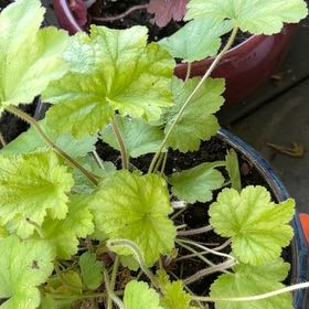 Photo of the plant species Coral Bells by @YesFraserfir86 named Michelle Branch on Greg, the plant care app