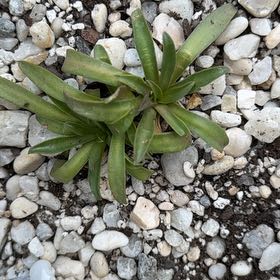Photo of the plant species Seaside Goldenrod by @YesFraserfir86 named Austen on Greg, the plant care app