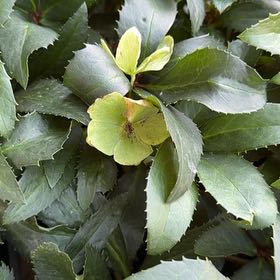 Photo of the plant species Lenten Rose by @YesFraserfir86 named Zeus on Greg, the plant care app