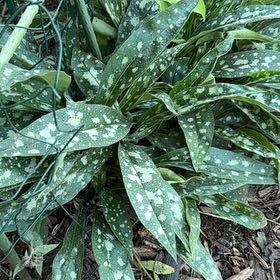 Photo of the plant species Narrow-Leaf Lungwort by @YesFraserfir86 named Peter Parker on Greg, the plant care app