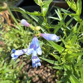 Photo of the plant species Salvia Azurea by @YesFraserfir86 named Hemingway on Greg, the plant care app