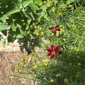 Photo of the plant species Atkinson's Tickseed by @YesFraserfir86 named Dax on Greg, the plant care app