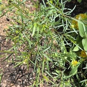 Photo of the plant species Whorled Tickseed by @YesFraserfir86 named Morgan Treeman on Greg, the plant care app