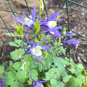 Photo of the plant species Colorado Blue Columbine by @YesFraserfir86 named Harmony on Greg, the plant care app