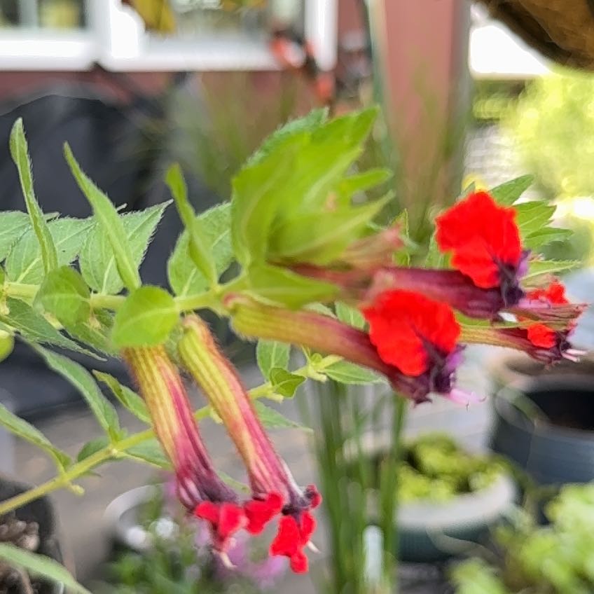 Photo of the plant species Pick-a-Back-Plant by @YesFraserfir86 named Tree Diddy on Greg, the plant care app