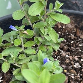 Photo of the plant species Dwarf Morning-Glory by @YesFraserfir86 named Nemo on Greg, the plant care app