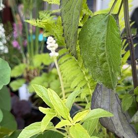 Photo of the plant species Mealycup Sage by @YesFraserfir86 named McKinley on Greg, the plant care app