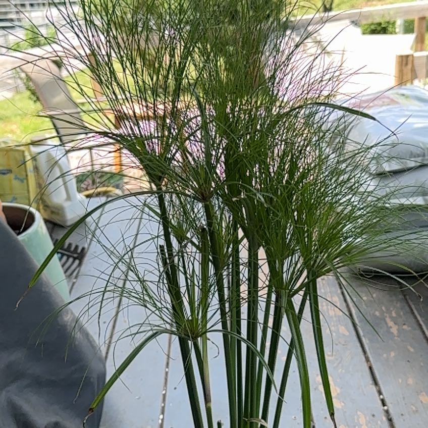 Photo of the plant species Papyrus by @YesFraserfir86 named Kesha on Greg, the plant care app