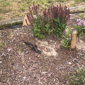 Photo of the plant species Hummingbird Sage by @ChicFanmoss70 named Khaleesi on Greg, the plant care app