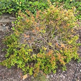 Photo of the plant species Sacred Bamboo by @ChicFanmoss70 named Surya on Greg, the plant care app