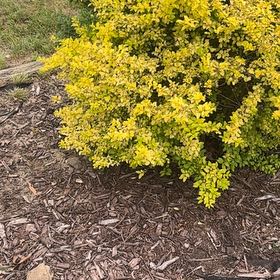 Photo of the plant species Wire Nettingbush by @ChicFanmoss70 named Marley on Greg, the plant care app