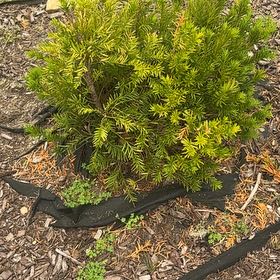 Photo of the plant species English Yew by @ChicFanmoss70 named Morgan Treeman on Greg, the plant care app