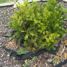 Photo of the plant species English Yew by @ChicFanmoss70 named Bieber on Greg, the plant care app
