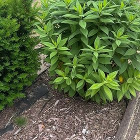Photo of the plant species Gooseneck Loosestrife by @ChicFanmoss70 named Stella on Greg, the plant care app