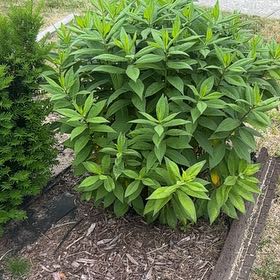 Photo of the plant species Gooseneck Loosestrife by @ChicFanmoss70 named Gobi on Greg, the plant care app