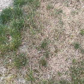 Photo of the plant species Smooth Meadowgrass by @ChicFanmoss70 named Orwell on Greg, the plant care app