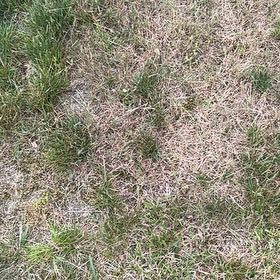 Photo of the plant species Smooth Meadowgrass by @ChicFanmoss70 named Sigmund on Greg, the plant care app