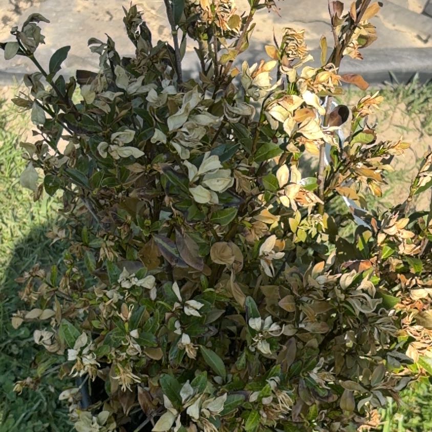 Photo of the plant species Gardenia 'Jubilation' by @HelpmateAgave92 named Harper on Greg, the plant care app