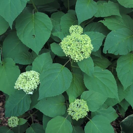 Photo of the plant species Ashy Hydrangea by @ZealousOxlip60 named Morgan Treeman on Greg, the plant care app