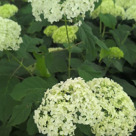 Photo of the plant species Ashy Hydrangea by @ZealousOxlip60 named Xena on Greg, the plant care app