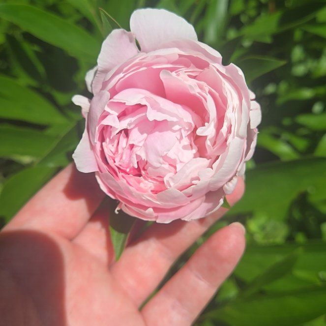 Photo of the plant species Chinese Peony by @PositiveRuby78 named Hamilton on Greg, the plant care app