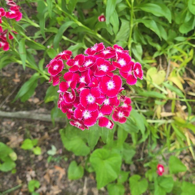 Photo of the plant species Sweet William by @PositiveRuby78 named Tolkien on Greg, the plant care app