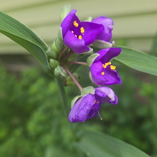 Photo of the plant species Ohio Spiderwort by @PositiveRuby78 named Robert Plant on Greg, the plant care app