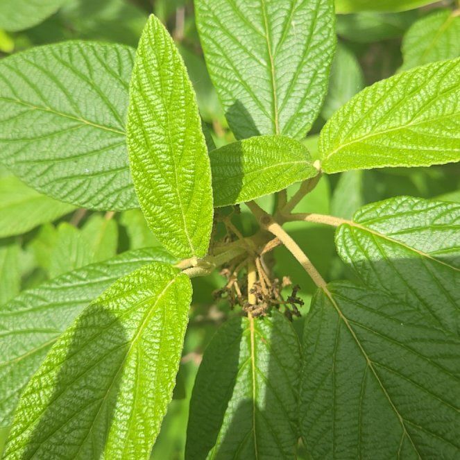 Photo of the plant species Wrinkled Viburnum by @PositiveRuby78 named Doja Cat on Greg, the plant care app