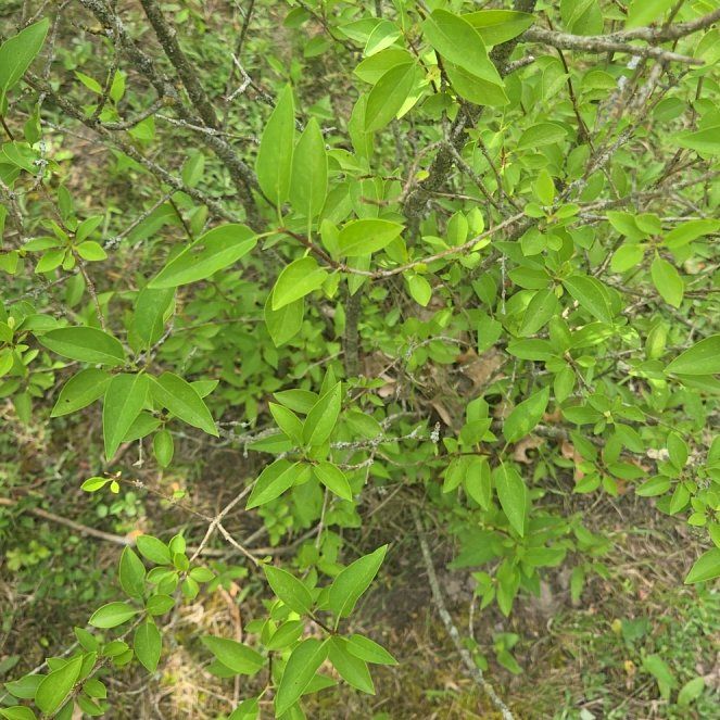 Photo of the plant species American Plum by @PositiveRuby78 named Tree Diddy on Greg, the plant care app
