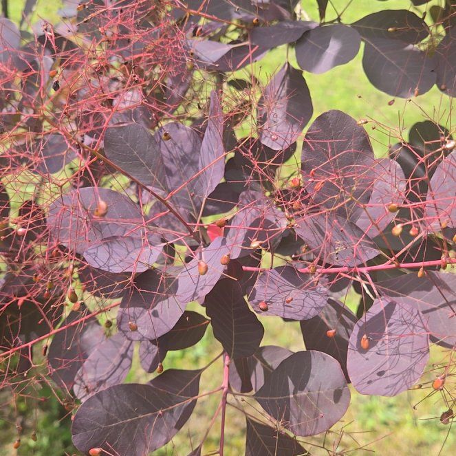 Photo of the plant species Eurasian Smoketree by @PositiveRuby78 named Lola on Greg, the plant care app