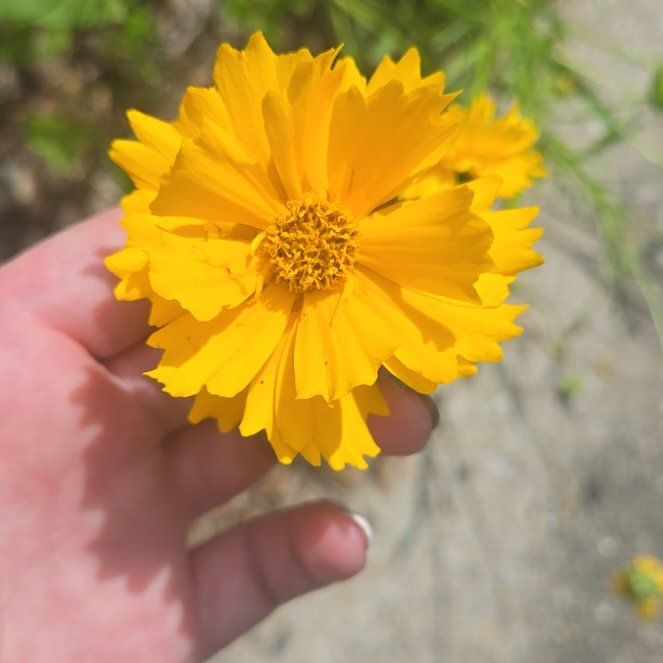 Photo of the plant species Lanceleaf Tickseed by @PositiveRuby78 named Queen on Greg, the plant care app
