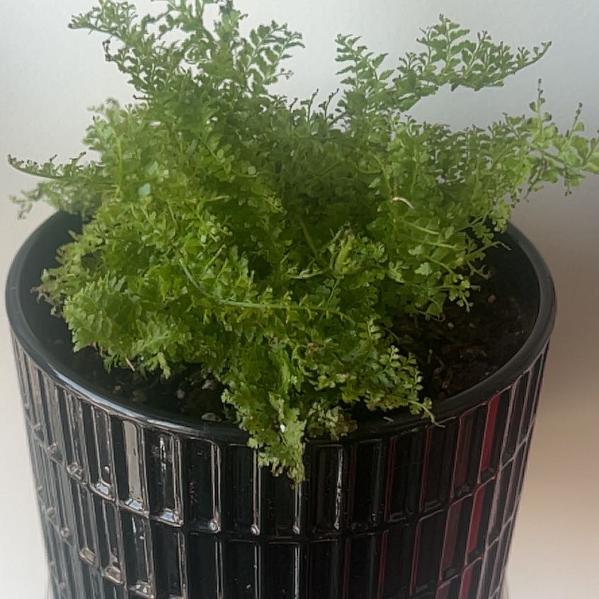 Photo of the plant species Cotton Candy Fern by @GrownRuby21 named Harry on Greg, the plant care app
