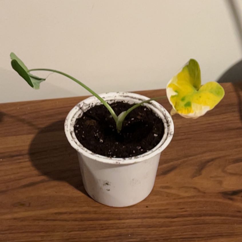 Photo of the plant species Mickey Mouse Taro by @GrownRuby21 named Sol on Greg, the plant care app