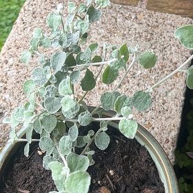 Photo of the plant species Trailing Dusty Miller by @EndearingRimu38 named Harmony on Greg, the plant care app