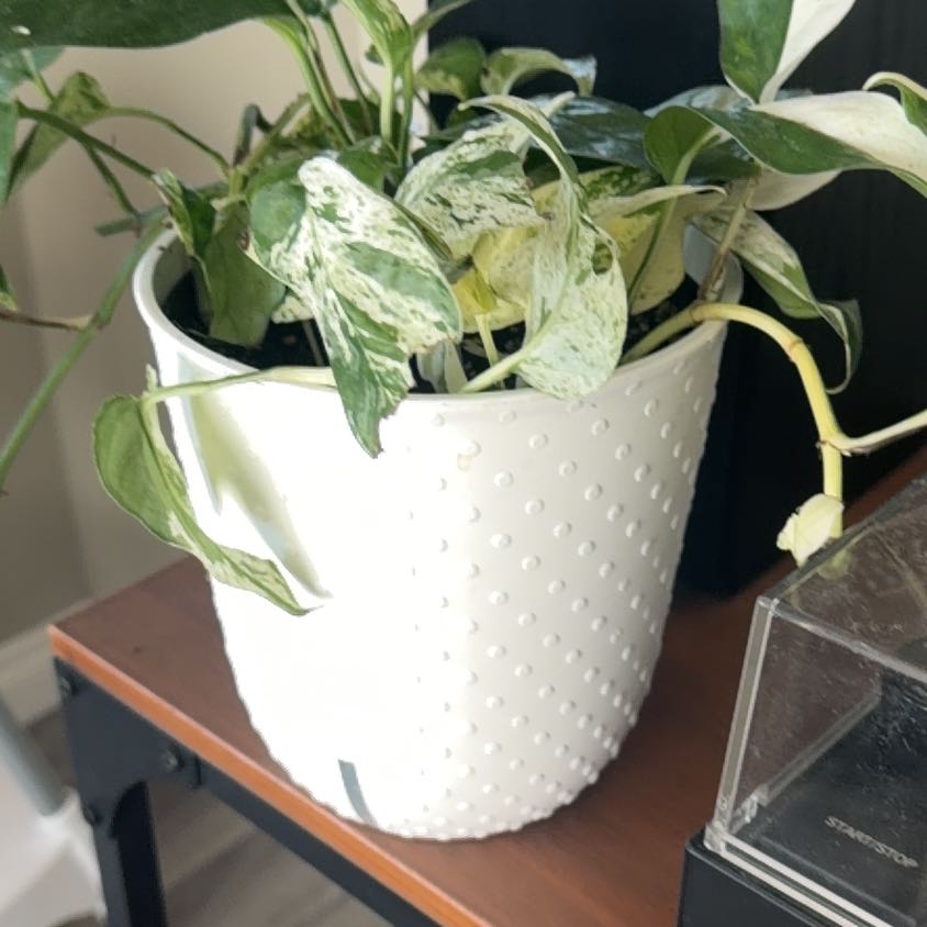 Photo of the plant species Epipremnum 'Split Leaf Glacier' by @KeyMayten80 named Robert Plant on Greg, the plant care app