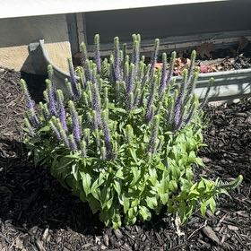 Photo of the plant species Veronica 'Royal Candles' by @PoetMiro92 named Veronica on Greg, the plant care app