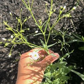 Photo of the plant species Russian Vine by @PoetMiro92 named Apollo on Greg, the plant care app