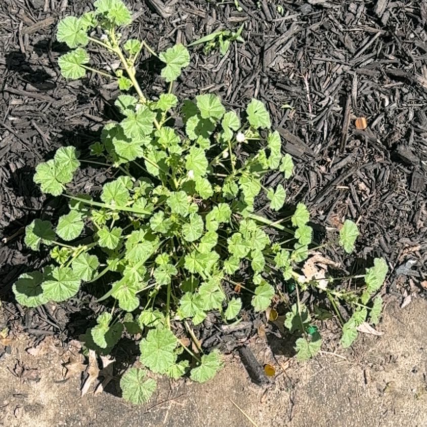 Photo of the plant species Cheeseweed Mallow by @PoetMiro92 named Little Mallow on Greg, the plant care app