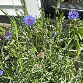 Photo of the plant species Centaurea Cyanus by @PoetMiro92 named Tolkien on Greg, the plant care app