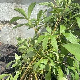 Photo of the plant species Chinese Peony by @PoetMiro92 named Sanders on Greg, the plant care app