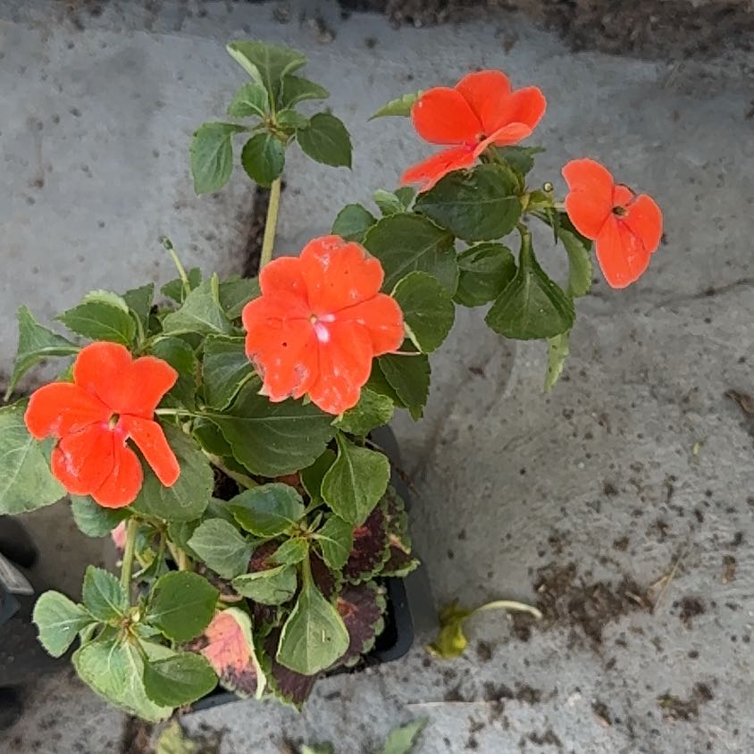 Photo of the plant species Buzzy Lizzy by @PoetMiro92 named Curie on Greg, the plant care app