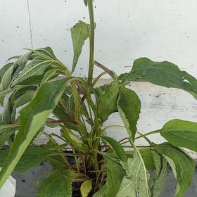 Photo of the plant species Blackeyed Susan by @PoetMiro92 named Morgan Treeman on Greg, the plant care app