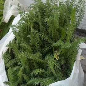 Photo of the plant species Milfoil by @PoetMiro92 named Walt on Greg, the plant care app